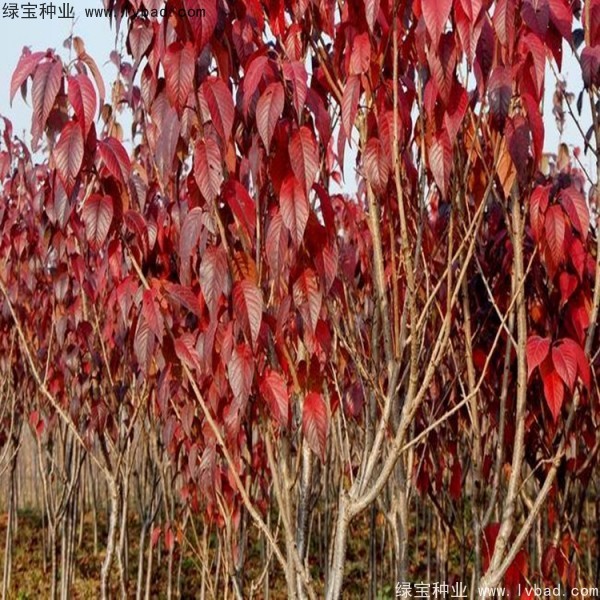 櫻花<a href='http://fscangbo.com/' target='_blank'>種子</a>