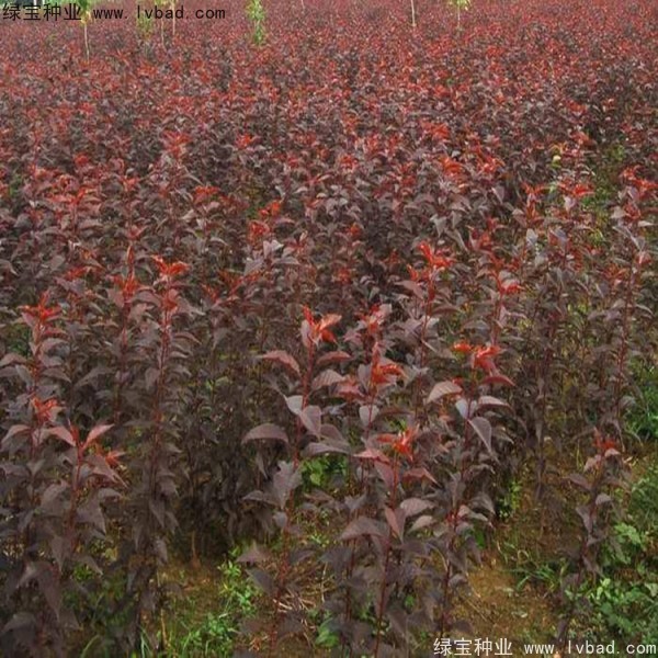 <a href='http://fscangbo.com/linmuzhongzi/1777.html' target='_blank'>櫻花種子</a>