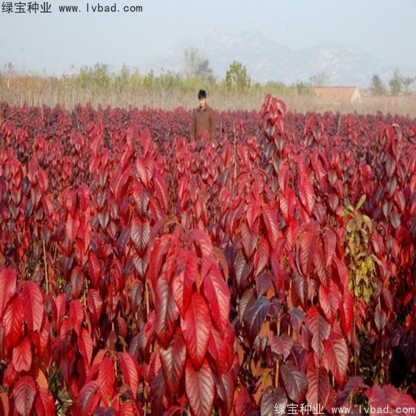 櫻花<a href='http://fscangbo.com/' target='_blank'>種子</a>