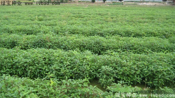 香樟樹<a href='http://fscangbo.com/' target='_blank'>種子</a>