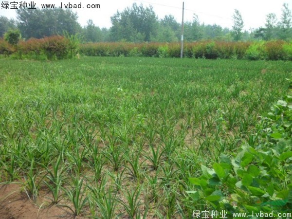 劍麻<a href='http://fscangbo.com/' target='_blank'>種子</a>