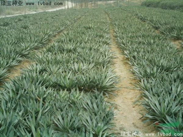 <a href='http://fscangbo.com/linmuzhongzi/1783.html' target='_blank'>劍麻種子</a>