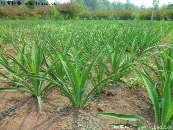 <a href='http://fscangbo.com/linmuzhongzi/1783.html' target='_blank'>劍麻種子</a>