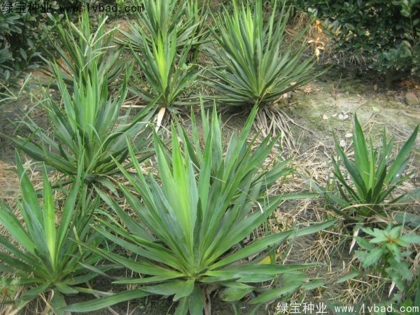 劍麻<a href='http://fscangbo.com/' target='_blank'>種子</a>