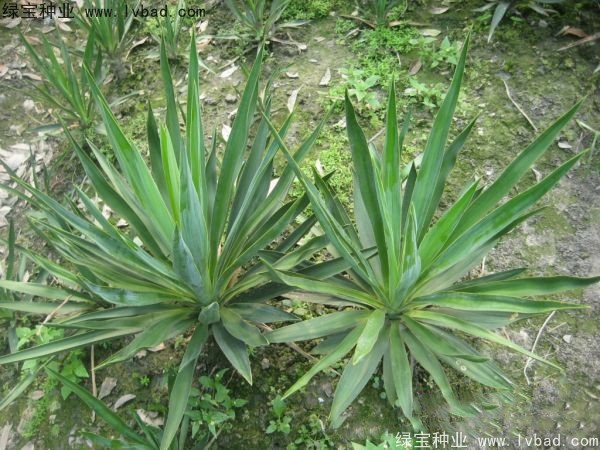 劍麻<a href='http://fscangbo.com/' target='_blank'>種子</a>