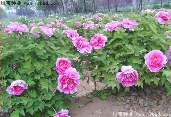 <a href='http://fscangbo.com/linmuzhongzi/1785.html' target='_blank'>牡丹種子</a>