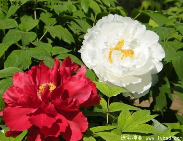 牡丹<a href='http://fscangbo.com/' target='_blank'>種子</a>