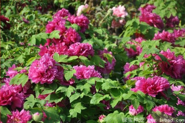 <a href='http://fscangbo.com/linmuzhongzi/1785.html' target='_blank'>牡丹種子</a>