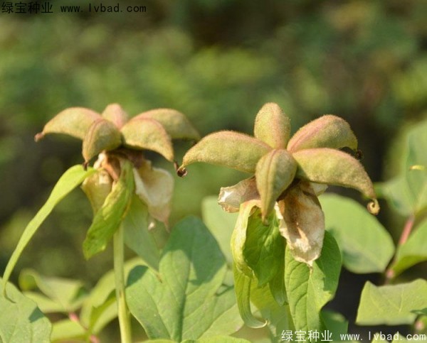 牡丹<a href='http://fscangbo.com/' target='_blank'>種子</a>