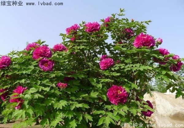 <a href='http://fscangbo.com/linmuzhongzi/1785.html' target='_blank'>牡丹種子</a>