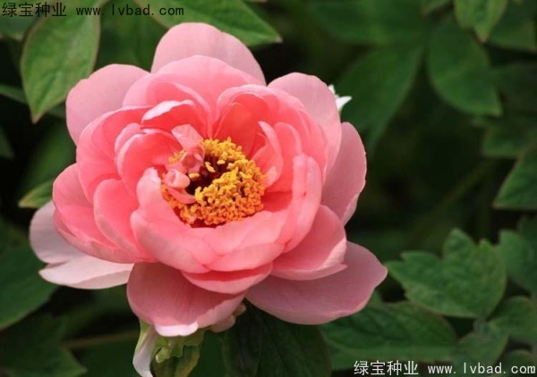 牡丹<a href='http://fscangbo.com/' target='_blank'>種子</a>