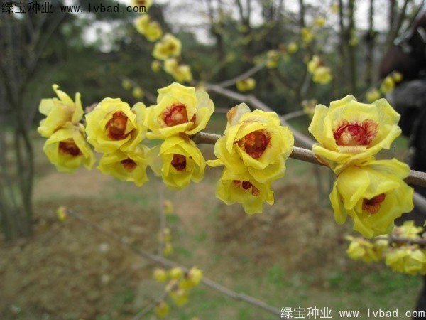 臘梅<a href='http://fscangbo.com/' target='_blank'>種子</a>