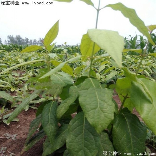 <a href='http://fscangbo.com/linmuzhongzi/1790.html' target='_blank'>臘梅種子</a>