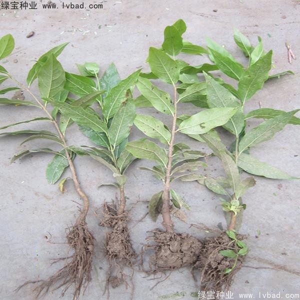 臘梅<a href='http://fscangbo.com/' target='_blank'>種子</a>