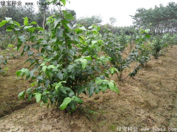 臘梅<a href='http://fscangbo.com/' target='_blank'>種子</a>