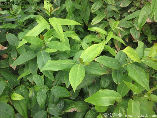 <a href='http://fscangbo.com/linmuzhongzi/1790.html' target='_blank'>臘梅種子</a>