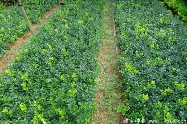 枸骨<a href='http://fscangbo.com/' target='_blank'>種子</a>