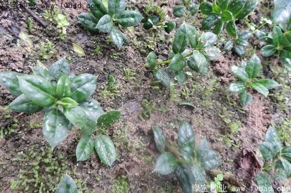 <a href='http://fscangbo.com/linmuzhongzi/1797.html' target='_blank'>枸骨種子</a>