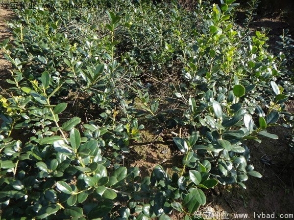 枸骨<a href='http://fscangbo.com/' target='_blank'>種子</a>