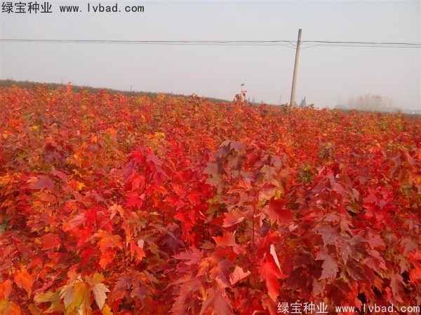 美國<a href='http://fscangbo.com/linmuzhongzi/1706.html' target='_blank'>紅楓種子</a>