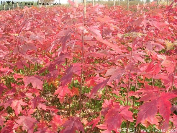 <a href='http://fscangbo.com/linmuzhongzi/1798.html' target='_blank'>美國紅楓種子</a>