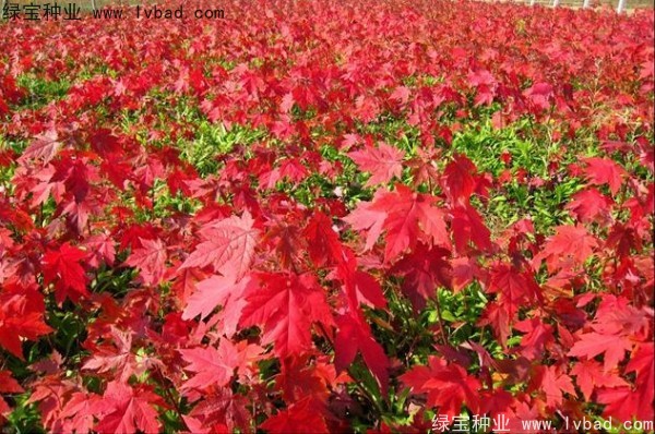 美國<a href='http://fscangbo.com/linmuzhongzi/1706.html' target='_blank'>紅楓種子</a>