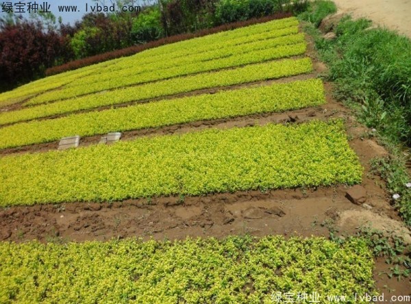 金葉女貞<a href='http://fscangbo.com/' target='_blank'>種子</a>