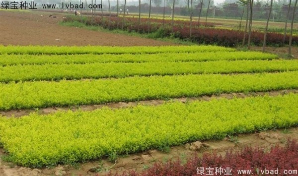 <a href='http://fscangbo.com/linmuzhongzi/1804.html' target='_blank'>金葉女貞種子</a>