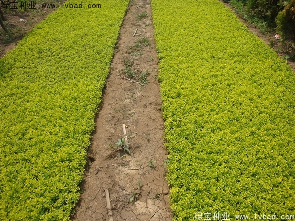 <a href='http://fscangbo.com/linmuzhongzi/1804.html' target='_blank'>金葉女貞</a><a href='http://fscangbo.com/' target='_blank'>種子</a>