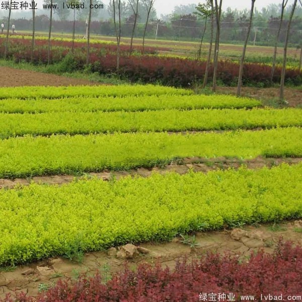 <a href='http://fscangbo.com/linmuzhongzi/1804.html' target='_blank'>金葉女貞種子</a>