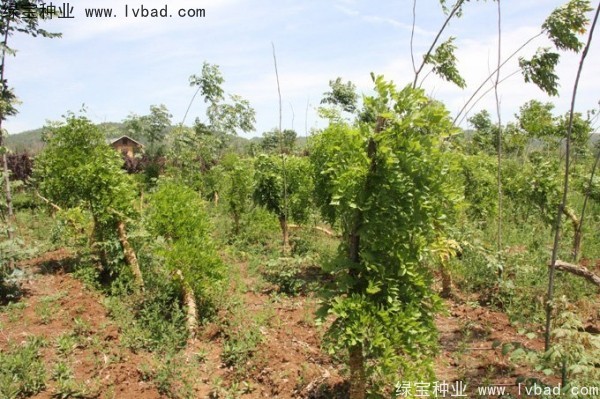 紫藤<a href='http://fscangbo.com/' target='_blank'>種子</a>