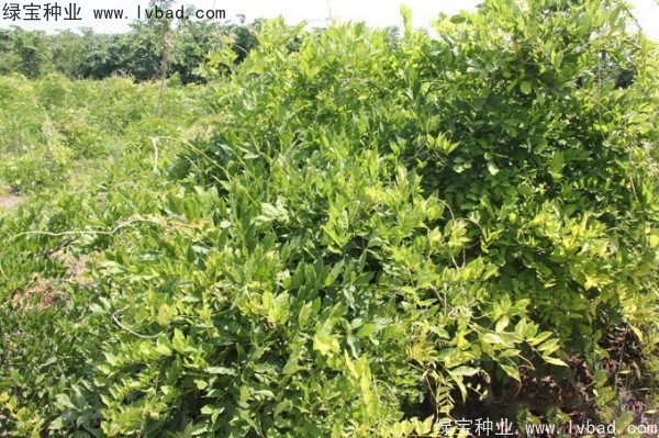 <a href='http://fscangbo.com/linmuzhongzi/1806.html' target='_blank'>紫藤</a>