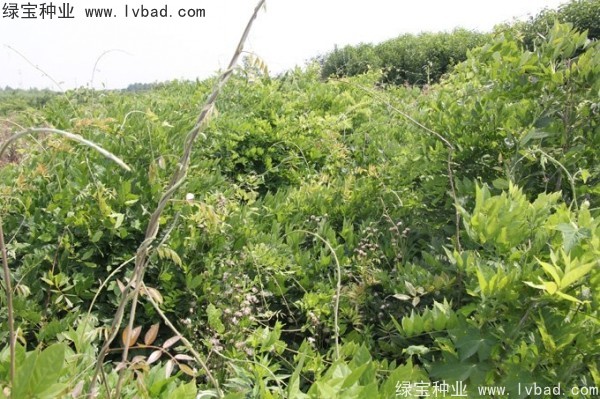 <a href='http://fscangbo.com/linmuzhongzi/1806.html' target='_blank'>紫藤種子</a>