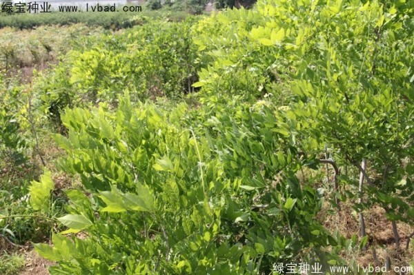 紫藤<a href='http://fscangbo.com/' target='_blank'>種子</a>