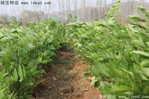 紫藤<a href='http://fscangbo.com/' target='_blank'>種子</a>