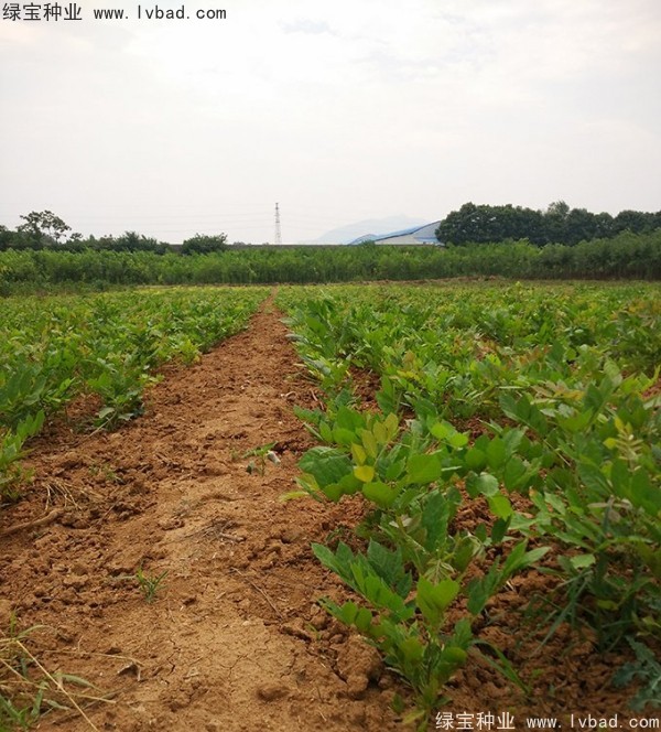 <a href='http://fscangbo.com/linmuzhongzi/1806.html' target='_blank'>紫藤種子</a>