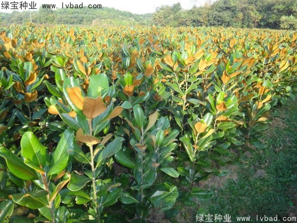 玉蘭<a href='http://fscangbo.com/' target='_blank'>種子</a>