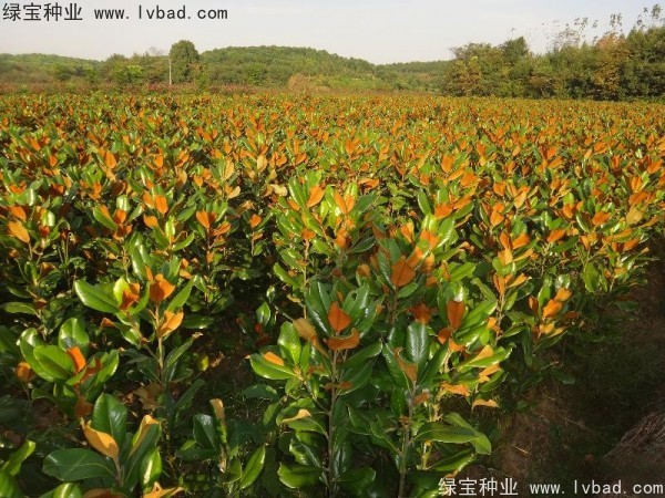 <a href='http://fscangbo.com/linmuzhongzi/1813.html' target='_blank'>玉蘭種子</a>