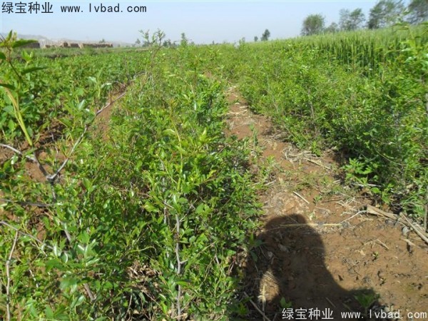 <a href='http://fscangbo.com/linmuzhongzi/1814.html' target='_blank'>棗樹</a>