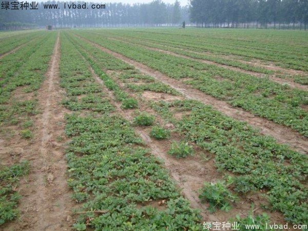 <a href='http://fscangbo.com/linmuzhongzi/1830.html' target='_blank'>芍藥種子</a>