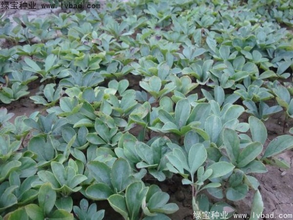 芍藥<a href='http://fscangbo.com/' target='_blank'>種子</a>