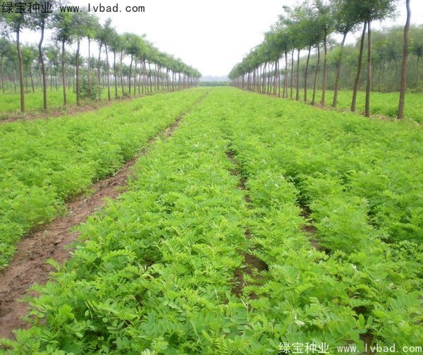 <a href='http://fscangbo.com/linmuzhongzi/1831.html' target='_blank'>紫穗槐種子</a>