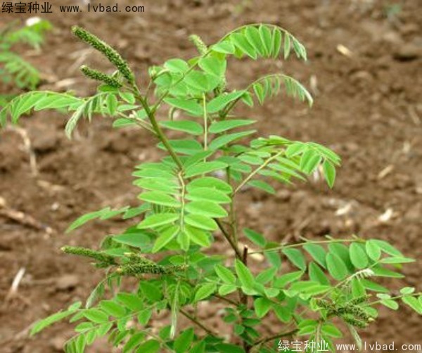 紫穗槐<a href='http://fscangbo.com/' target='_blank'>種子</a>