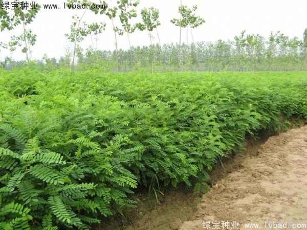 紫穗槐<a href='http://fscangbo.com/' target='_blank'>種子</a>