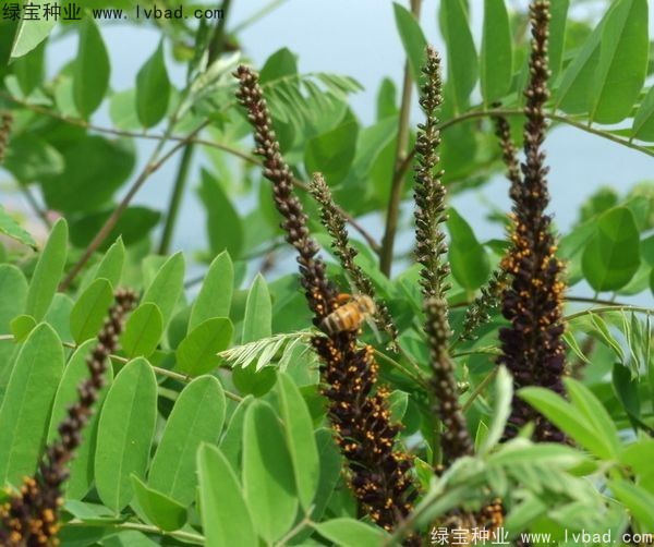 紫穗槐<a href='http://fscangbo.com/' target='_blank'>種子</a>