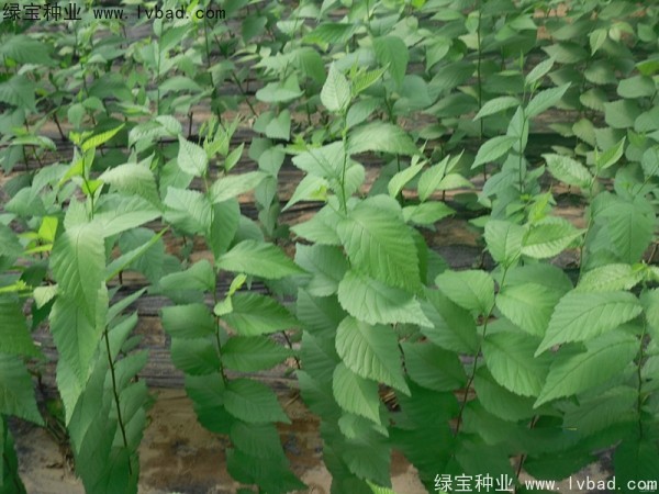 <a href='http://fscangbo.com/linmuzhongzi/1836.html' target='_blank'>白榆種子</a>