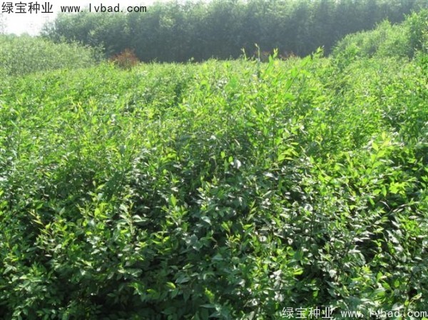 <a href='http://fscangbo.com/linmuzhongzi/1836.html' target='_blank'>白榆</a><a href='http://fscangbo.com/' target='_blank'>種子</a>