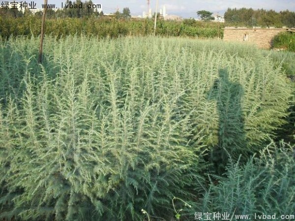 <a href='http://fscangbo.com/linmuzhongzi/1853.html' target='_blank'>雪松種子</a>