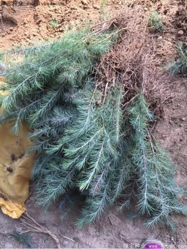 雪松<a href='http://fscangbo.com/' target='_blank'>種子</a>