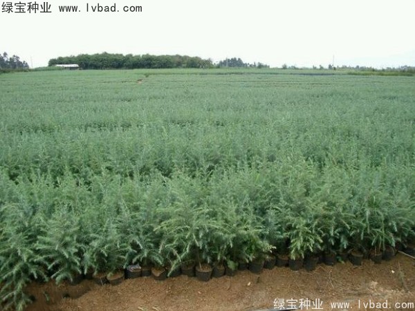 <a href='http://fscangbo.com/linmuzhongzi/1853.html' target='_blank'>雪松種子</a>